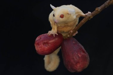 Genç bir albino planör pembe bir malay elması yiyor. Bu memelinin bilimsel adı Petaurus breviceps.