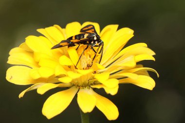 Meyveli bir yabani bitkinin dalına tünemiş bir güve. Bu böceğin bilimsel adı Euchromia Sp..
