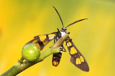 Meyveli bir yabani bitkinin dalına tünemiş bir güve. Bu böceğin bilimsel adı Euchromia Sp..
