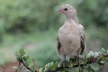 Bir piliç sarmaşığa tünemiş. Bu hayvanın bilimsel adı Gallus gallus domesticus..