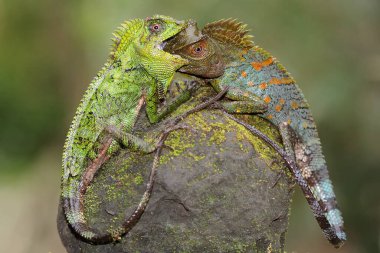 İki orman ejderhası bölge için savaşıyor. Bu sürüngenin bilimsel adı Gonocephalus chamaeleontinus.. 