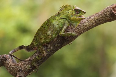 Bölgesine giren davetsiz hayvanlara saldırmaya hazır bir orman ejderhasının vücut hareketi. Bu sürüngenin bilimsel adı Gonocephalus chamaeleontinus.. 