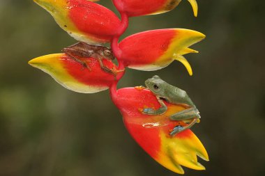 İki yeşil ağaç kurbağası çalılıklarda avlanıyor. Bu amfibyumun bilimsel adı Rhacophorus reinwardtii.