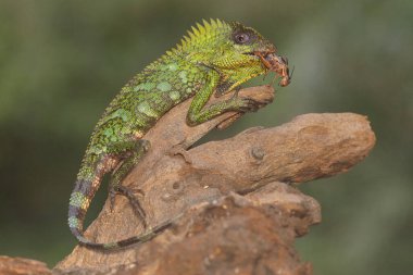 A forest dragon is preying on a cricket on a moss-covered ground. This reptile has the scientific name Gonocephalus chamaeleontinus.