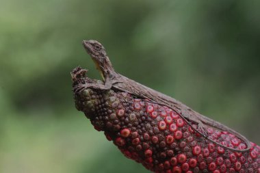 Uçan bir ejderha günlük aktivitelerine başlamadan önce güneşleniyor. Bu sürüngenin bilimsel adı Draco Volans. Doğal arkaplan ile seçmeli odak. 