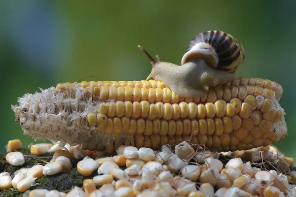 A small snail is foraging on a corn cob that falls on the ground.