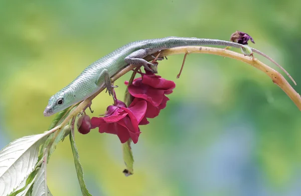 Bir Zümrüt Ağacı Kayması (Lamprolepis smaragdina) günlük aktivitelerine başlamadan önce güneşleniyor.