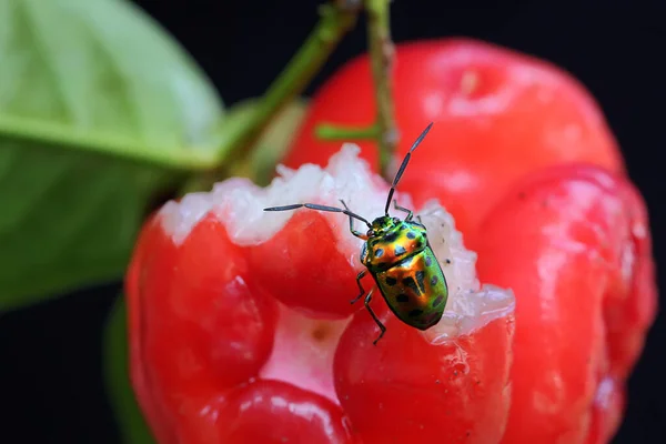 A harlequin bug is looking for food in a bunch of water apples. This insect has the scientific name Tectocoris diophthalmus.