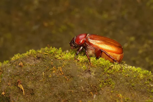 A christmas beetle (Anolognathus sp) is foraging in a bush. This insect is also known as the scarab beetle.