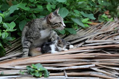 Anne kedi yavrusunu daha güvenli bir yere götürüyor..