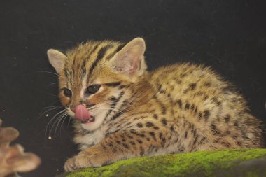 Yavru bir leopar kedinin görünüşü sevimli ve sevimlidir. Java adasının orman bölgelerinde yaşayan bu gece yaşayan bu memelinin bilimsel adı Prionailurus Bengalensis 'dir..