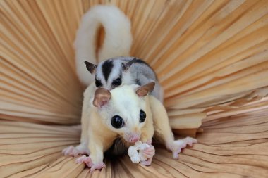 Bir anne şeker planörü iki bebeğini tutarken yiyecek arar.. 