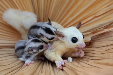 Bir anne şeker planörü iki bebeğini tutarken yiyecek arar.. 