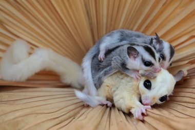 Bir anne şeker planörü iki bebeğini tutarken yiyecek arar.. 