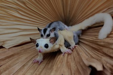 Bir anne şeker planörü iki bebeğini tutarken yiyecek arar.. 