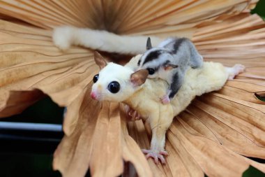 Bir anne şeker planörü iki bebeğini tutarken yiyecek arar.. 