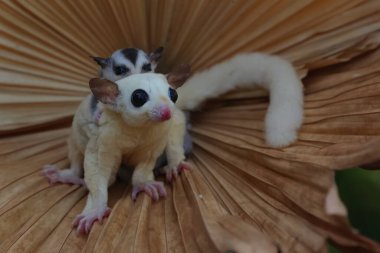 Bir anne şeker planörü iki bebeğini tutarken yiyecek arar.. 