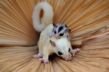 Bir anne şeker planörü iki bebeğini tutarken yiyecek arar.. 