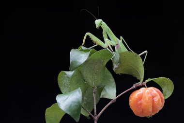 Yeşil bir peygamber devesi, siyah bir arka planda bir çalılıkta avını arıyor. Bu böceğin bilimsel adı hiyerodula sp.