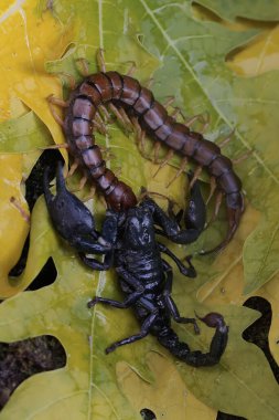 Bir Asya orman akrebi kuru yapraklar yığınında bir kırkayağı (Scolopendra morsitanları) avlamaya hazırdır. Bu iğneleyici hayvanın bilimsel adı Heterometrus spinifer.