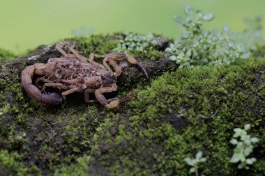 Yüzen anne bir Çin akrebi yavrularını yırtıcılardan korumak için tutuyor. Bu akrebin bilimsel adı Lychas mucronatus..