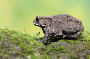 An Asian black-spined toad is looking for prey on a moss-covered rock. This rough-skinned amphibian has the scientific name Bufo melanostictus.