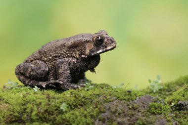 An Asian black-spined toad is looking for prey on a moss-covered rock. This rough-skinned amphibian has the scientific name Bufo melanostictus.