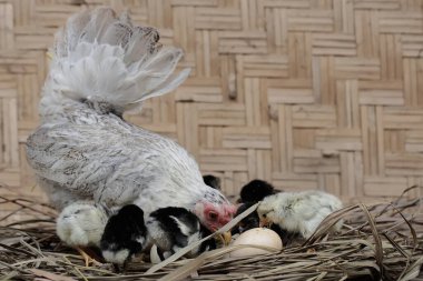A mother hen is playing with her newly hatched babies while incubating her eggs. This animal has the scientific name Gallus gallus domesticus.