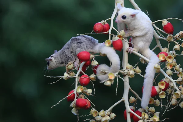 A female mosaic sugar glider and a male leucistic sugar glider are looking for food in a palm grove. These marsupials eat fruit and small insects.