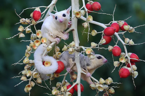 A female mosaic sugar glider and a male leucistic sugar glider are looking for food in a palm grove. These marsupials eat fruit and small insects.