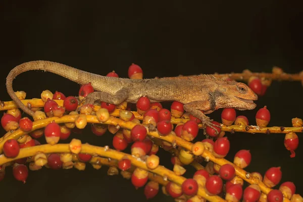 An oriental garden lizard is sunbathing. This reptile has the scientific name Calotes versicolor.