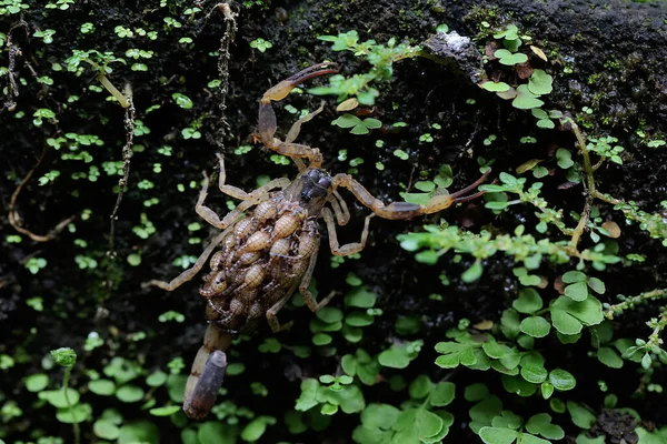 A mother Chinese swimming scorpion holds her babies to protect them from predators. This Scorpion has the scientific name Lychas mucronatus.