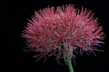 Kanlı zambak çiçeğinin güzelliği. Parlak kırmızı çiçekli bu bitkinin bilimsel adı Scadoxus multiflorus.