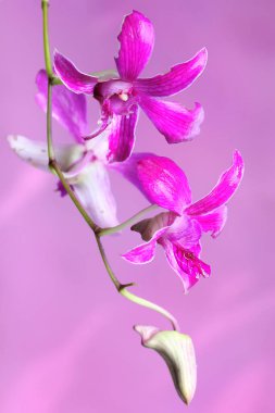 Çiçek açmış bir aşçı kasabası orkideleri koleksiyonu. Bu güzel çiçekli orkidenin bilimsel adı Dendrobium sp..