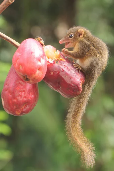 Young Javan Treeshrew Eating Pink Malay Apple Rodent Mammal Has — ストック写真