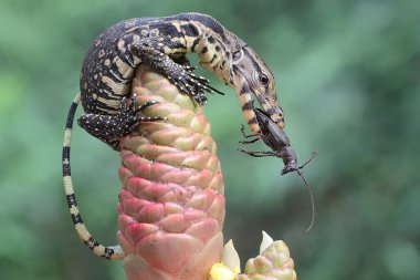 Genç bir kurtarma görevlisi kertenkele küçük siyah bir böceği avlıyormuş. Bu sürüngenin bilimsel adı Varanus kurtarıcıdır.. 