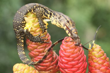 Genç bir kurtarma görevlisi kertenkele küçük siyah bir böceği avlıyormuş. Bu sürüngenin bilimsel adı Varanus kurtarıcıdır.. 