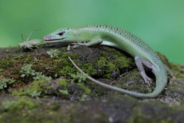 Bir zümrüt ağaç maymunu yosun kaplı kayalarda uzun bacaklı bir çekirgeyi yiyor. Bu parlak yeşil sürüngenin bilimsel adı Lamprolepis smaragdina..