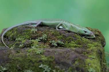 Bir zümrüt ağaç maymunu yosun kaplı kayalarda uzun bacaklı bir çekirgeyi yiyor. Bu parlak yeşil sürüngenin bilimsel adı Lamprolepis smaragdina..
