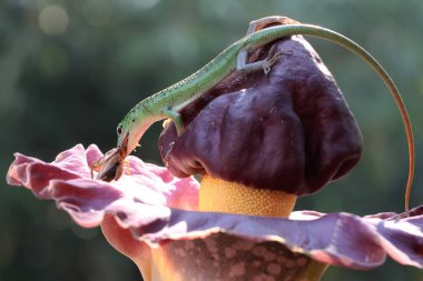 Bir zümrüt ağaç kayması (Lamprolepis smaragdina) yabani bir çiçekte bir cırcır böceği yiyor.. 