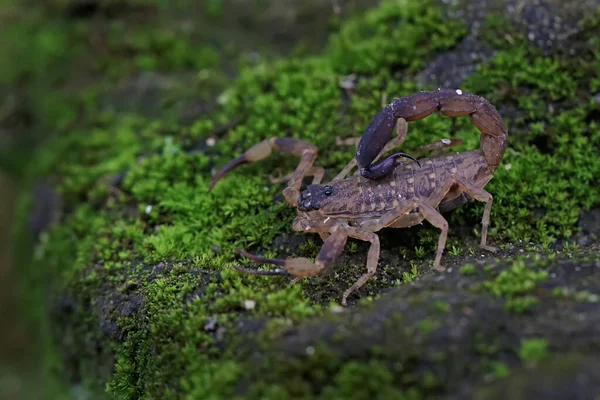 A mother Chinese swimming scorpion holds her babies to protect them from predators. This Scorpion has the scientific name Lychas mucronatus.