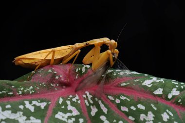 Sarı bir peygamber devesi, siyah bir arka planda bir çalılıkta avını arıyor. Bu böceğin bilimsel adı hiyerodula sp. 