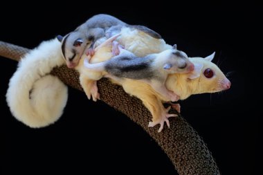 Bir anne şeker planörü iki bebeğini tutarken yiyecek arar.. 