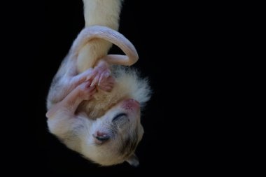A baby sugar glider is sleeping while hanging from its mother's tail. This marsupial mammal has the scientific name Petaurus breviceps.