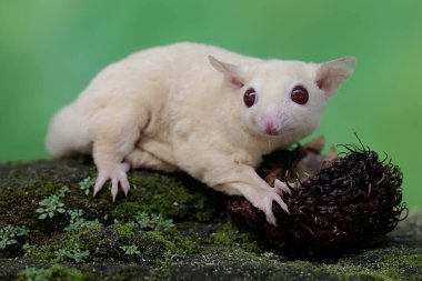 A young albino sugar glider is eating a rambutan fruit that has fallen to the ground. This mammal has the scientific name Petaurus breviceps.