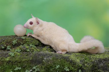 A young albino sugar glider is eating a rambutan fruit that has fallen to the ground. This mammal has the scientific name Petaurus breviceps.