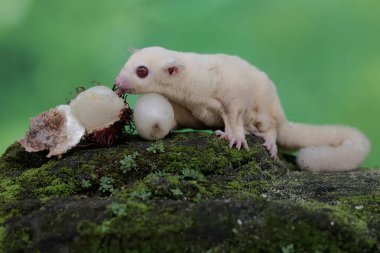 A young albino sugar glider is eating a rambutan fruit that has fallen to the ground. This mammal has the scientific name Petaurus breviceps.