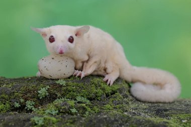 A young albino sugar glider is eating a rambutan fruit that has fallen to the ground. This mammal has the scientific name Petaurus breviceps.