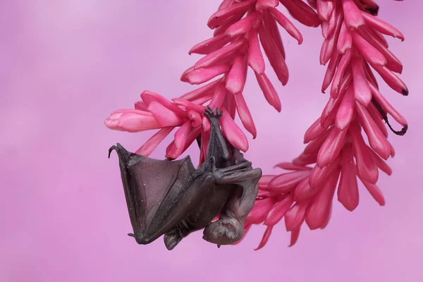 Mother Short Nosed Fruit Bat Resting While Holding Her Young — Stock Photo, Image