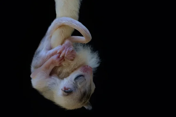 Baby Sugar Glider Sleeping While Hanging Its Mother Tail Marsupial — 图库照片
